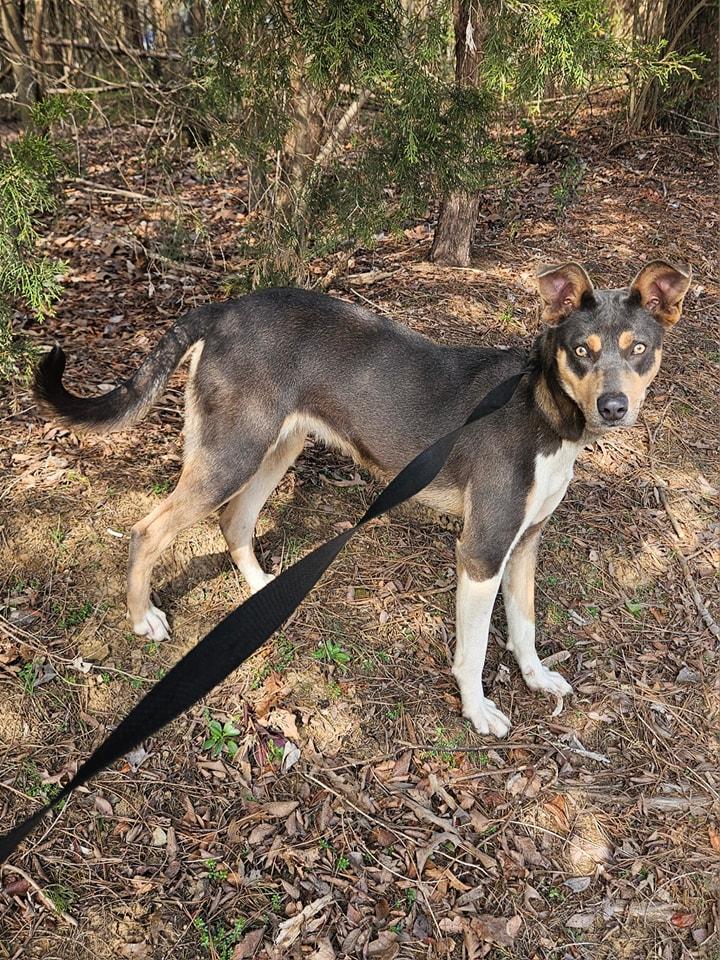 Enlarge Winslet, a Adopted mixed breed in Jackson, TN image 2/3