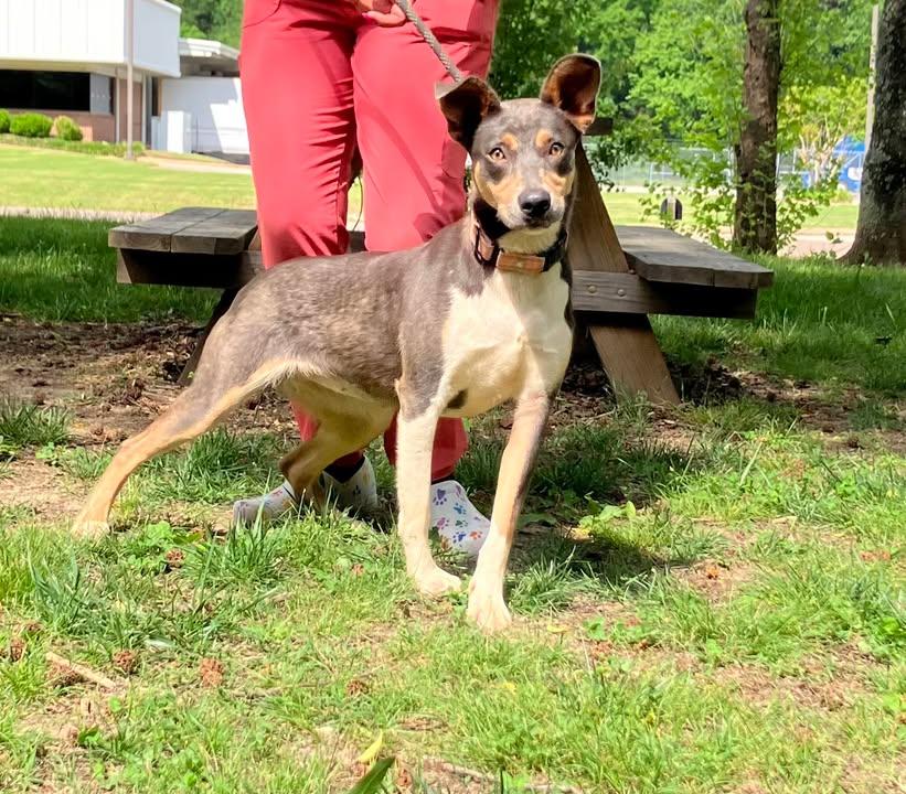 Enlarge Winslet, a Adopted mixed breed in Jackson, TN image 3/3