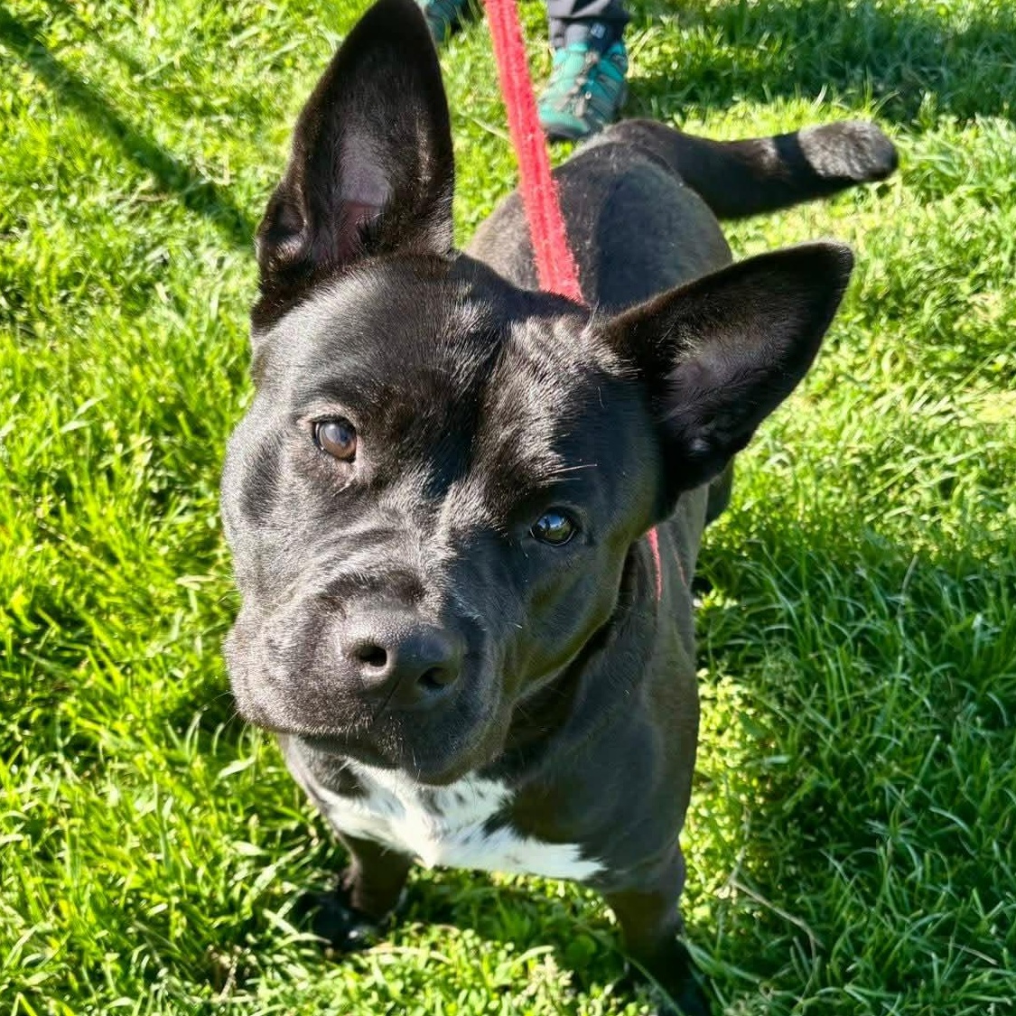 Enlarge Katya, a Adoptable Akita in North Syracuse, NY image 5/6