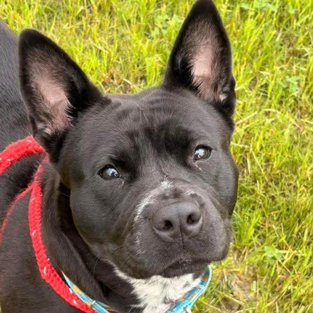 Enlarge Katya, a Adoptable Akita in North Syracuse, NY image 2/6