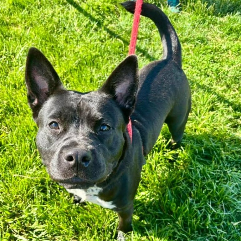 Enlarge Katya, a Adoptable Akita in North Syracuse, NY image 6/6