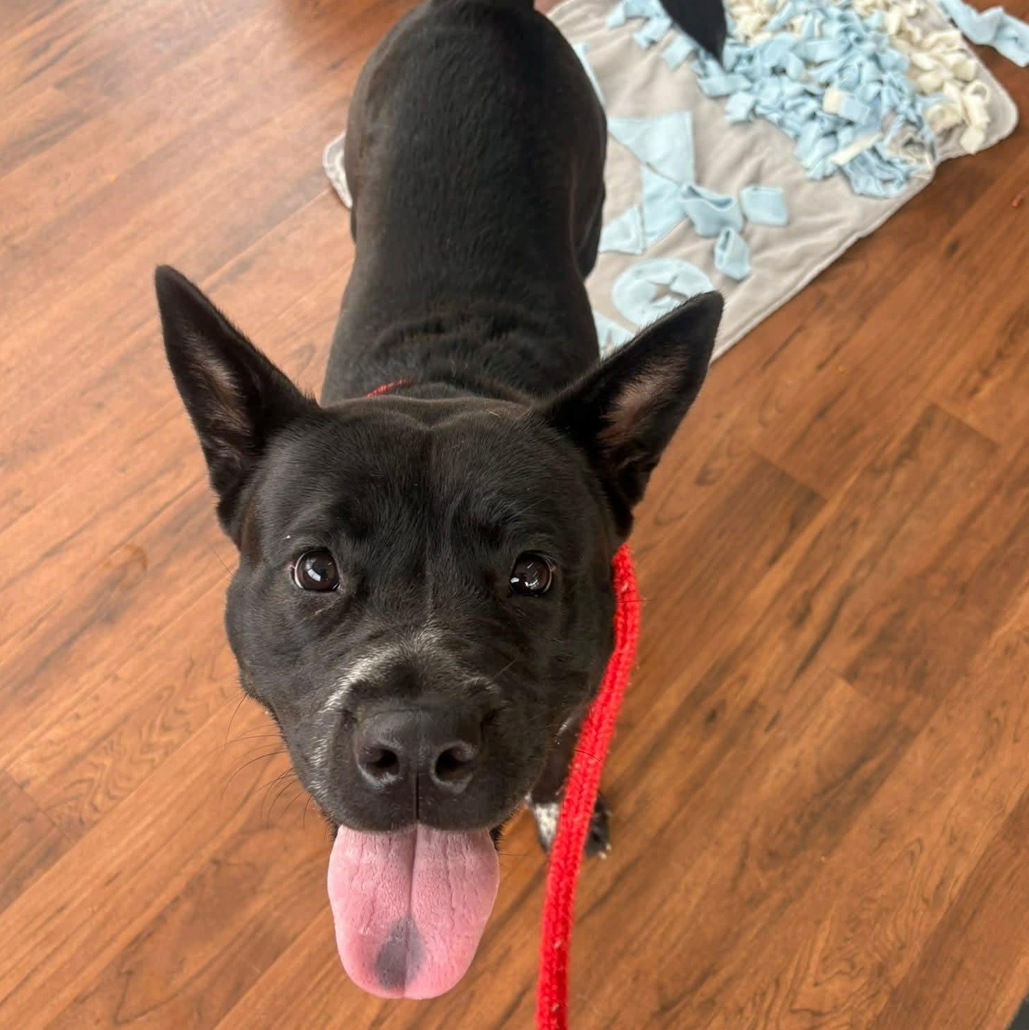 Enlarge Katya, a Adoptable Akita in North Syracuse, NY image 4/6