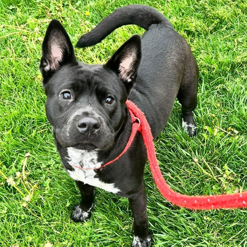Katya, Adoptable, Young Female Akita.