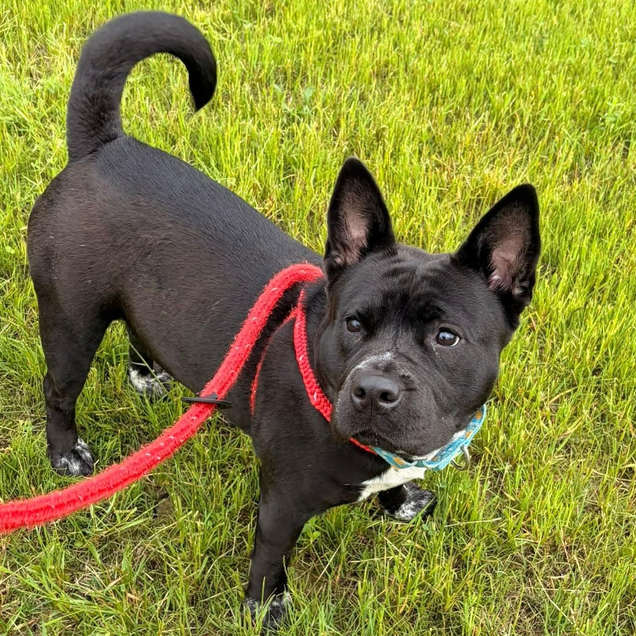 Enlarge Katya, a Adoptable Akita in North Syracuse, NY image 3/6