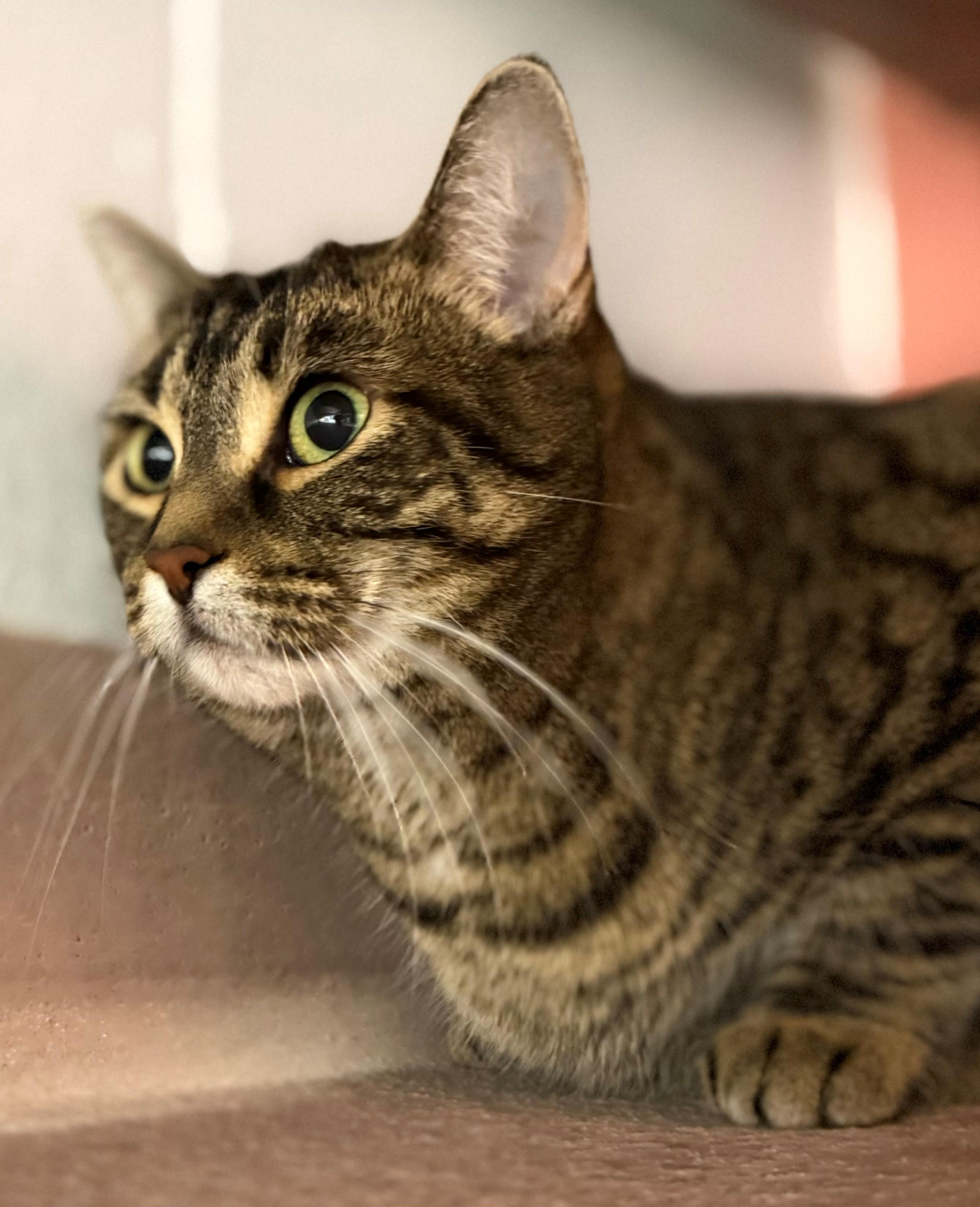 Enlarge Tucker, an adoptable Domestic Short Hair in Hamilton, ON image 3/3