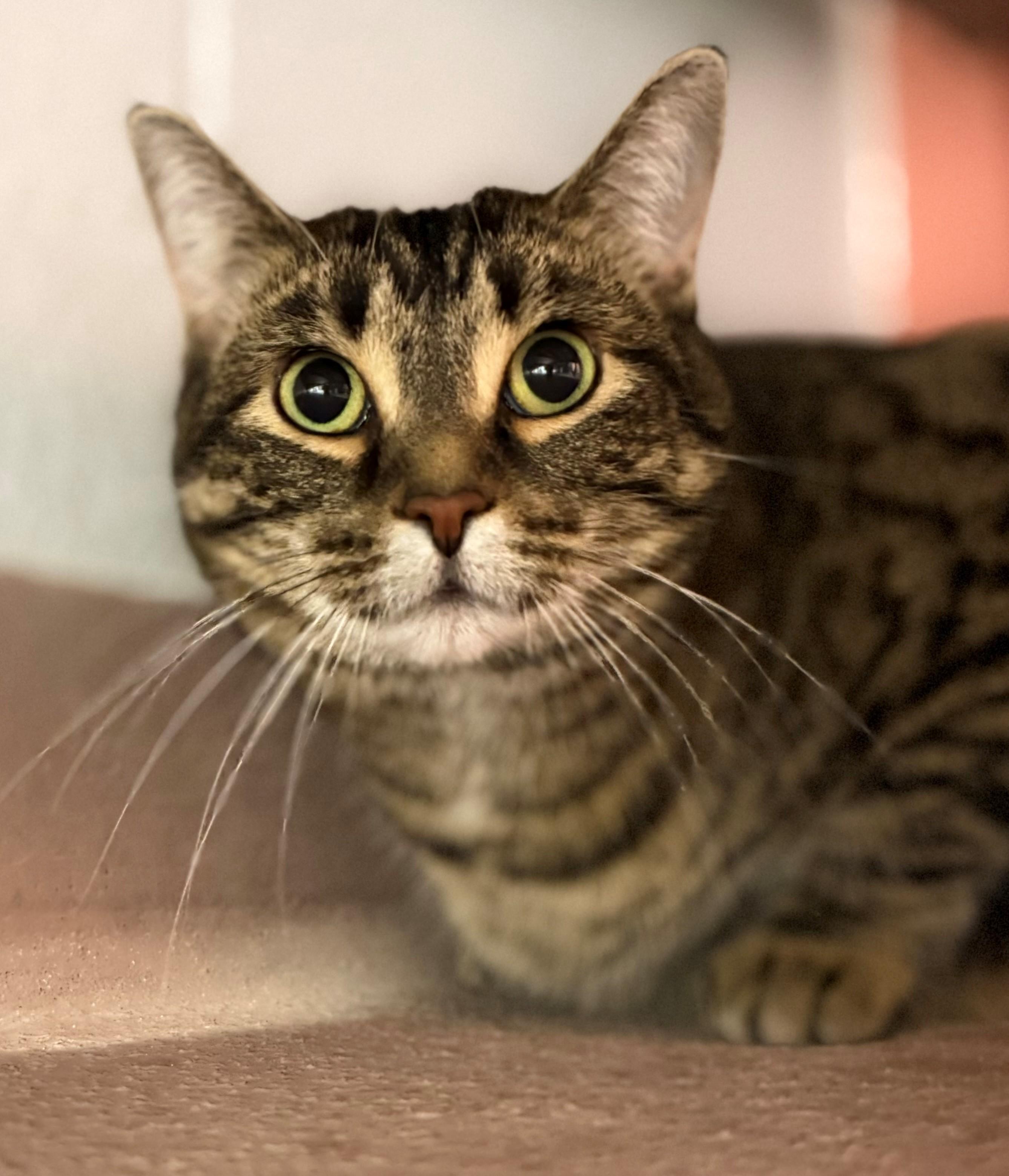 Tucker, adoptable, Adult Female Domestic Short Hair.