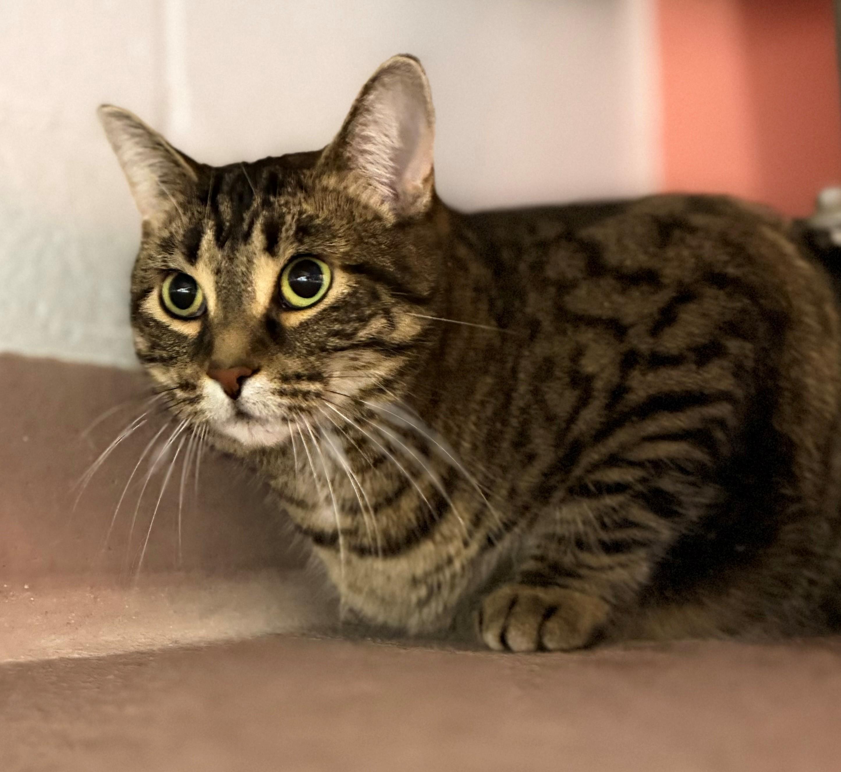 Enlarge Tucker, an adoptable Domestic Short Hair in Hamilton, ON image 2/3