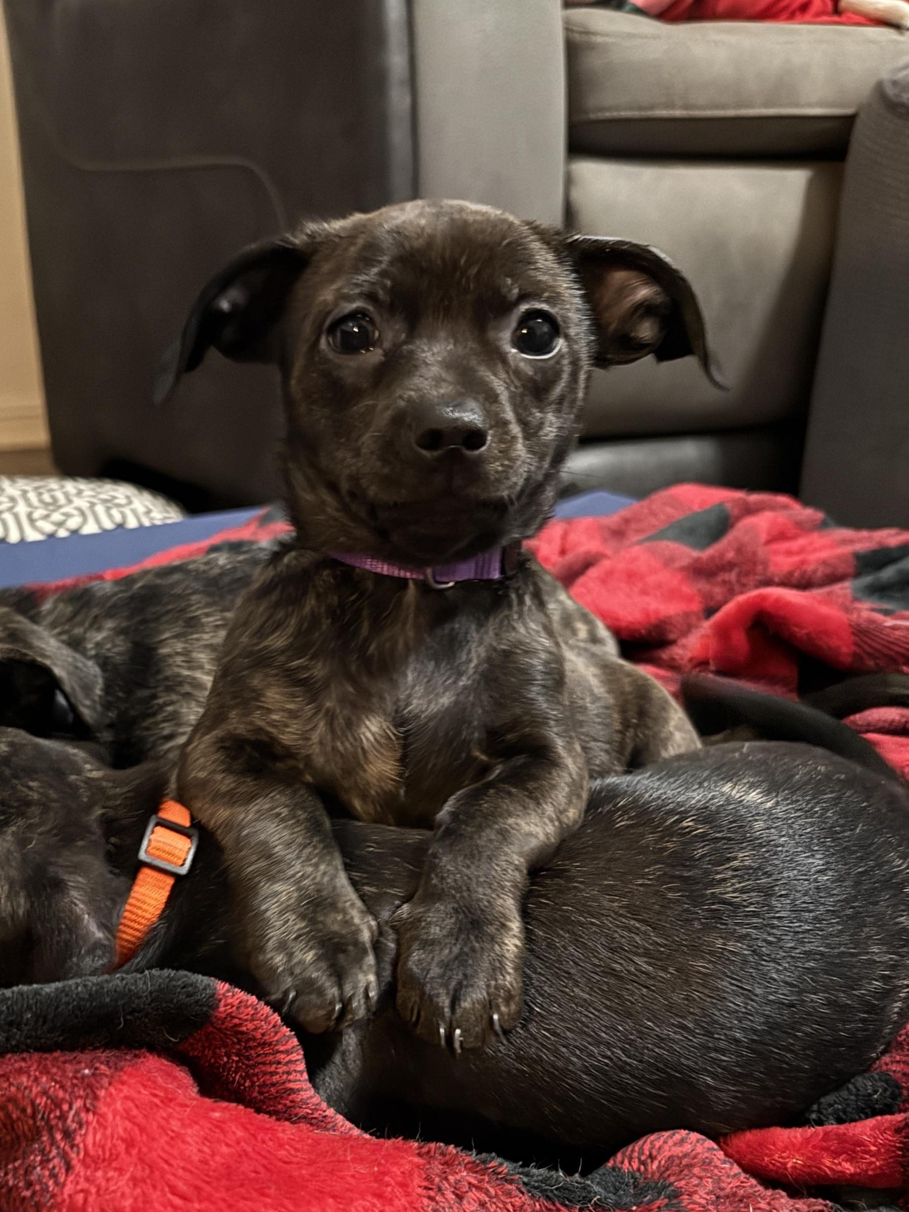 Enlarge Violet, an adoption pending mixed breed in Temple, TX image 1/6