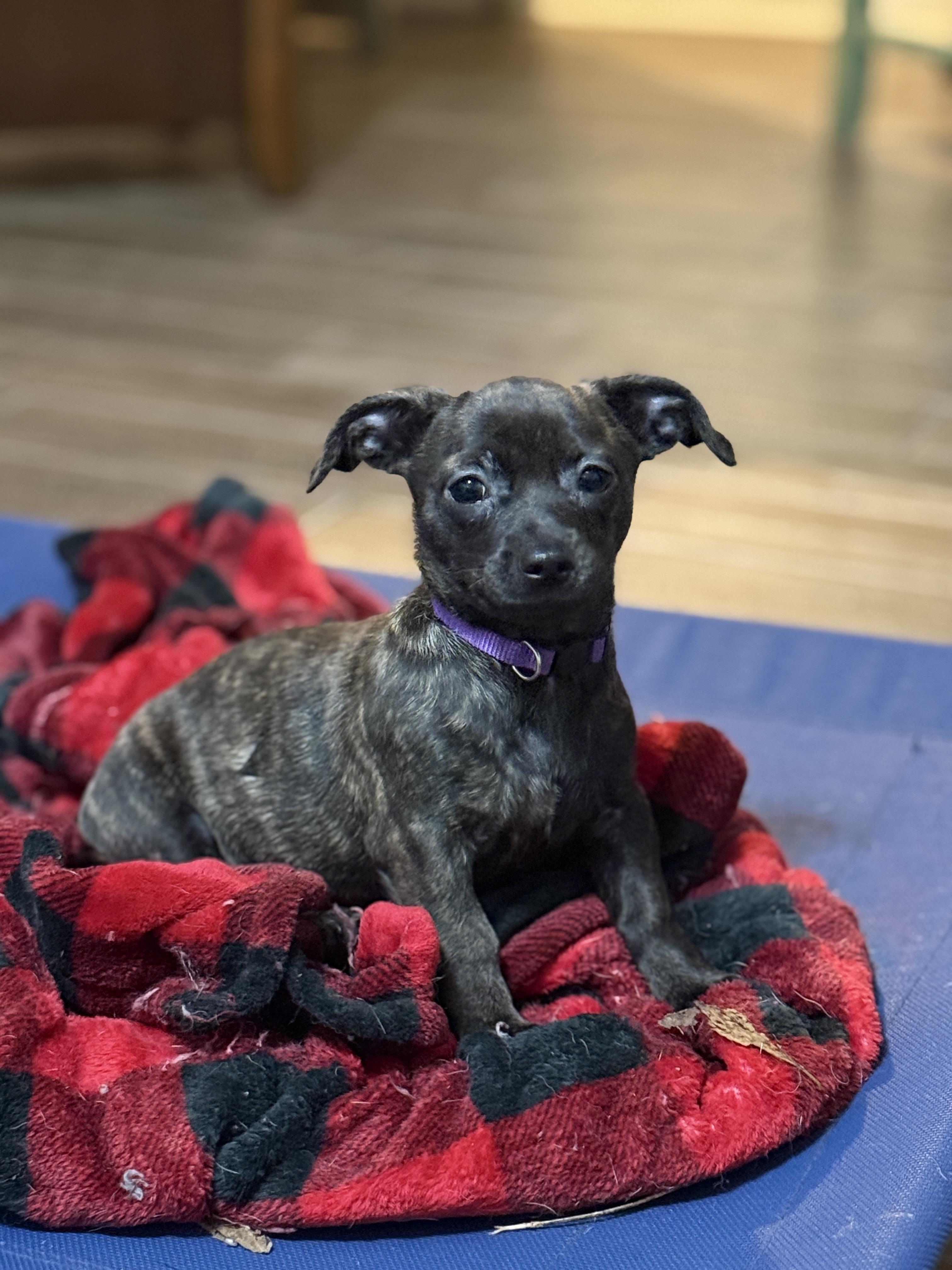 Enlarge Violet, an adoption pending mixed breed in Temple, TX image 5/6