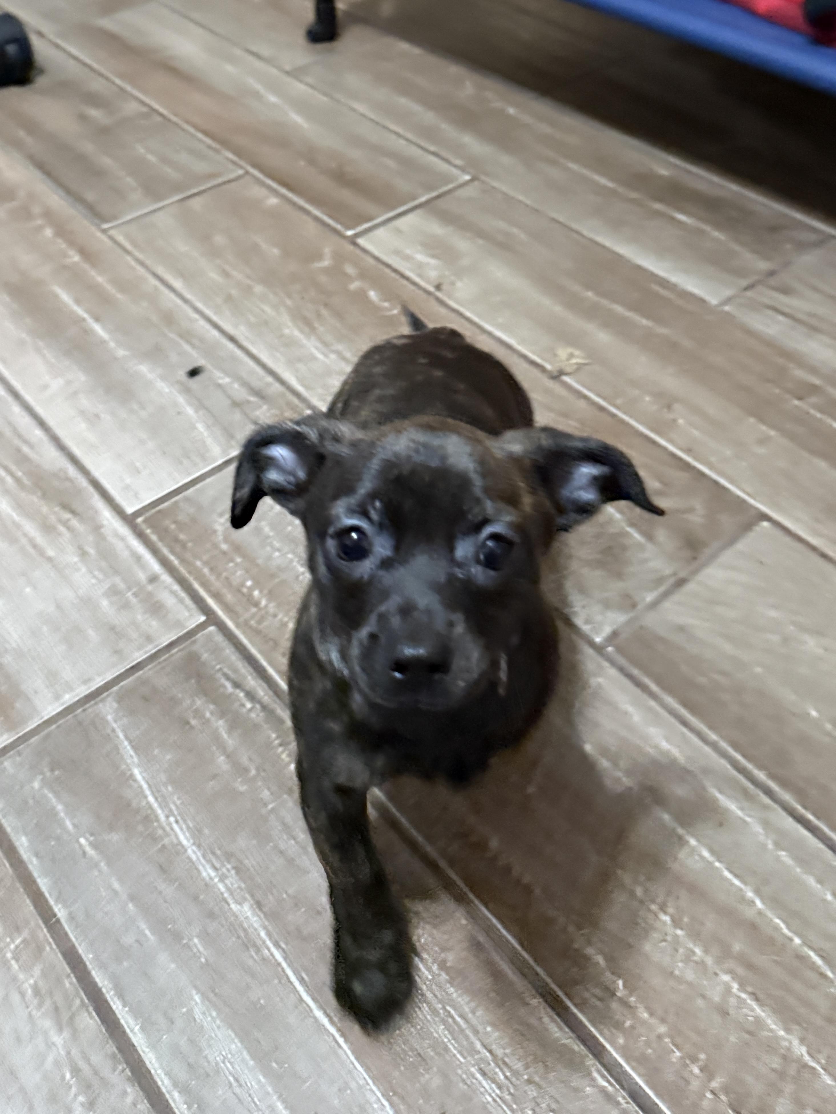 Enlarge Violet, an adoption pending mixed breed in Temple, TX image 3/6