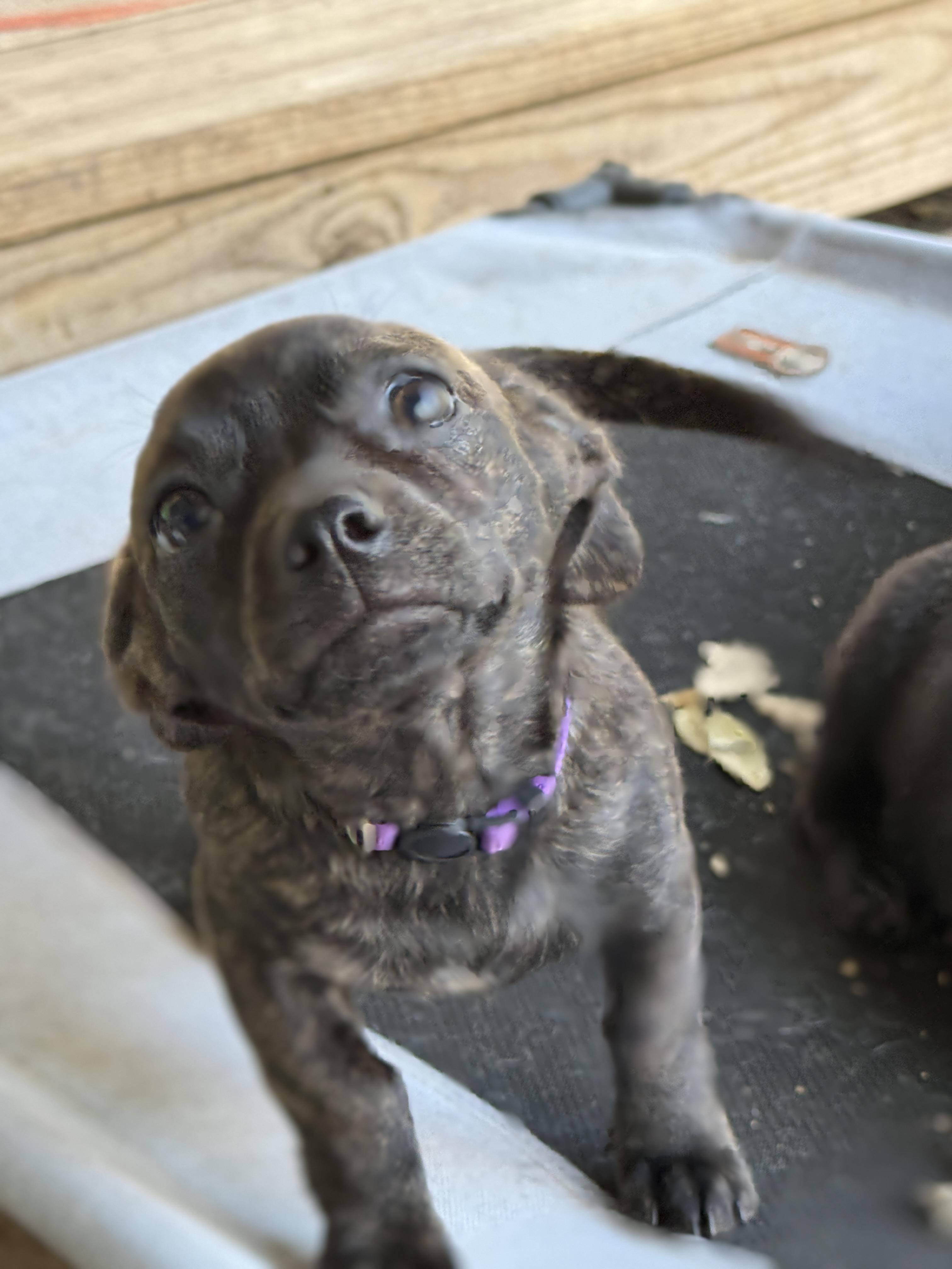 Enlarge Violet, an adoption pending mixed breed in Temple, TX image 2/6