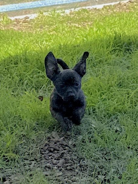 Enlarge Violet, an adoption pending mixed breed in Temple, TX image 4/6