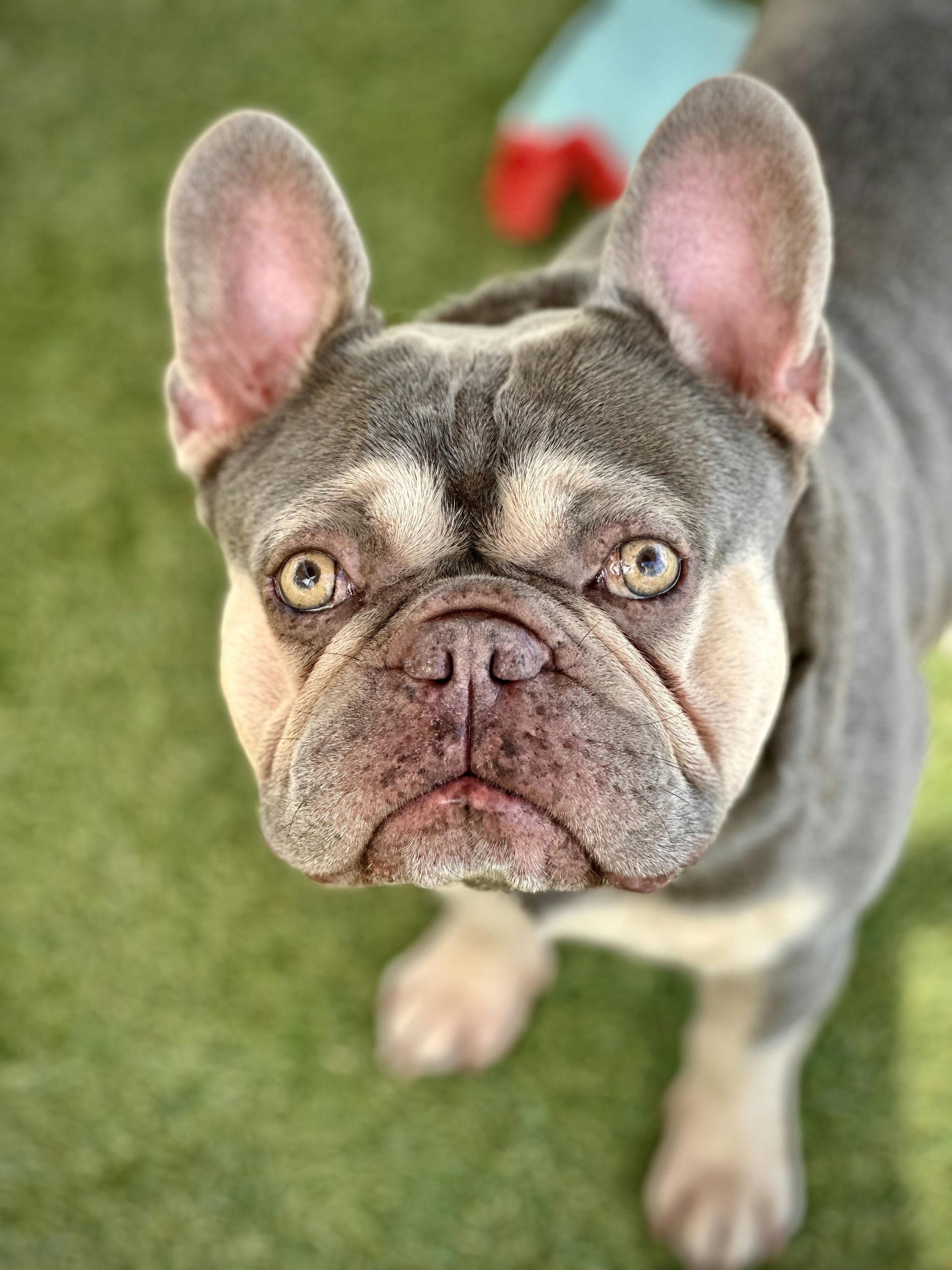 Adopt Benjamin Franklin