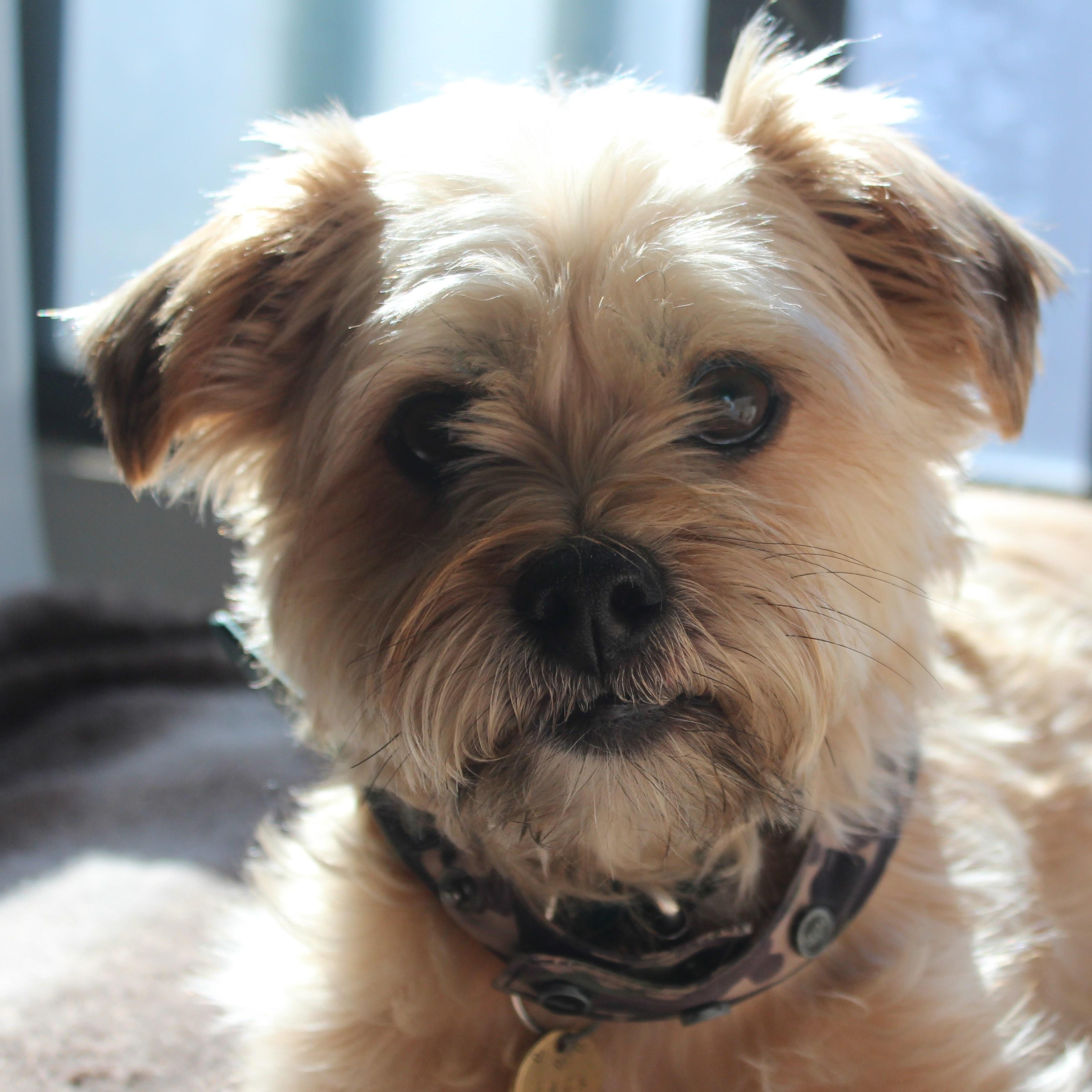 Enlarge Tag, a Adopted Morkie in Oakville, ON image 1/4