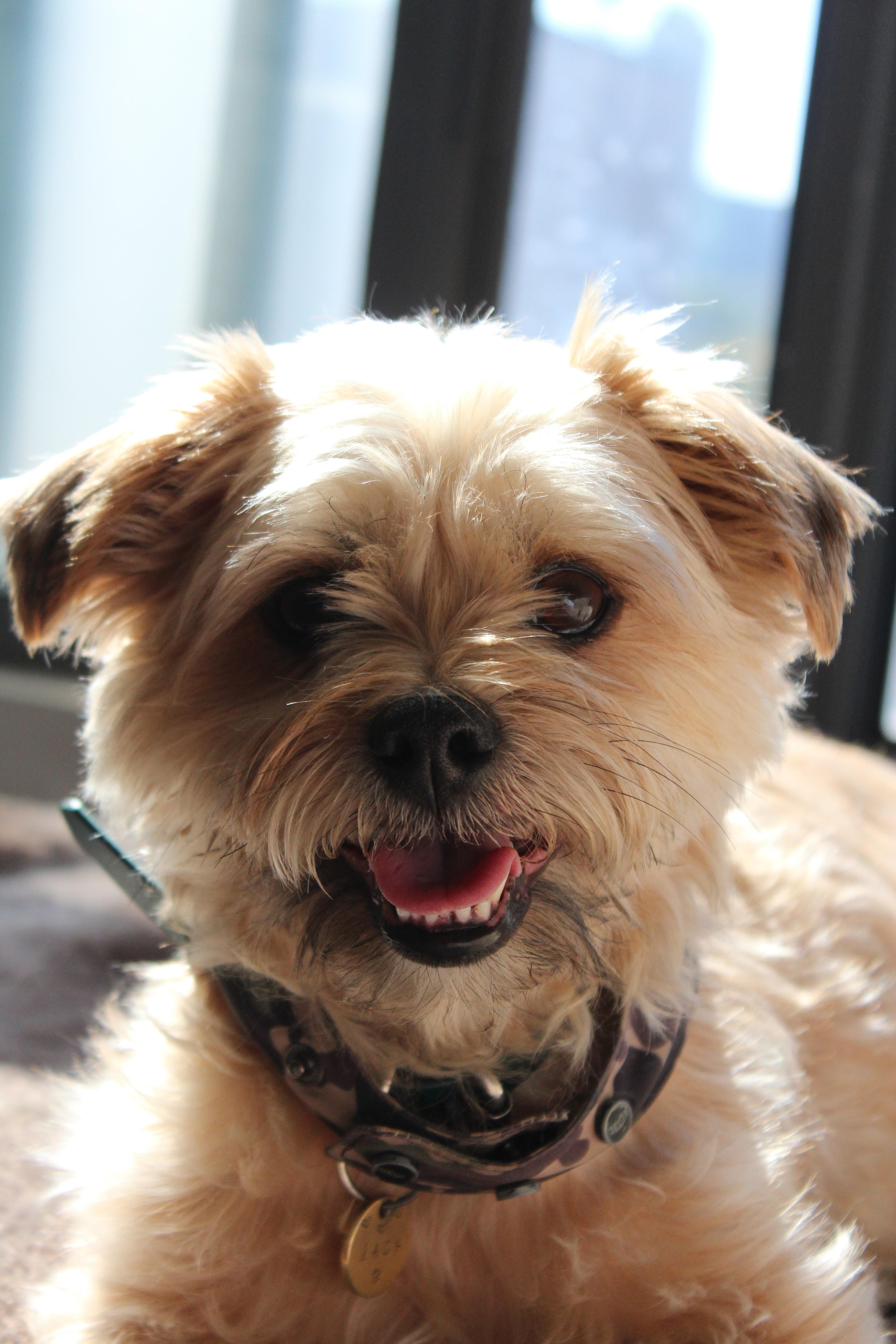 Enlarge Tag, a Adopted Morkie in Oakville, ON image 2/4