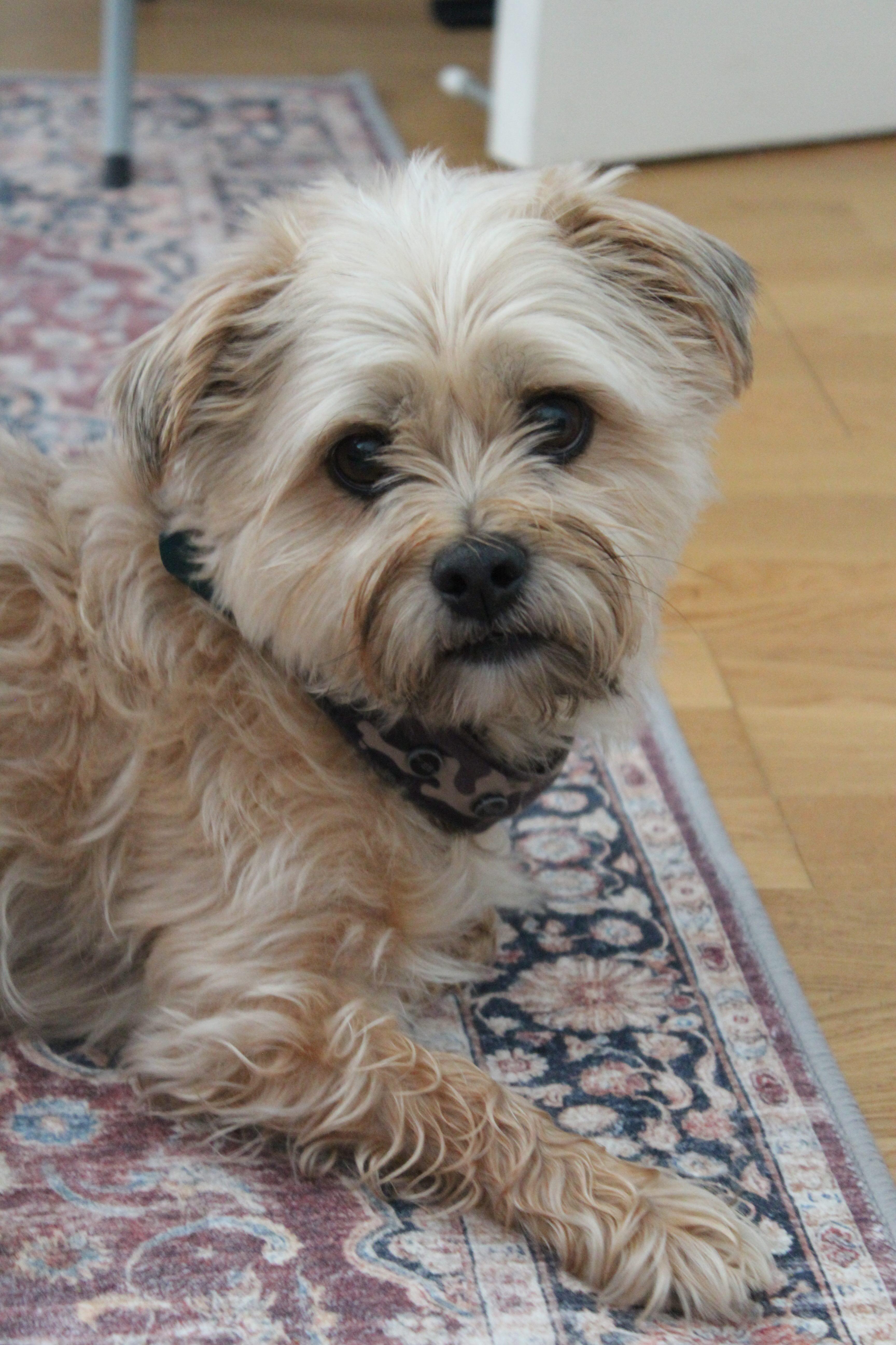 Enlarge Tag, a Adopted Morkie in Oakville, ON image 4/4
