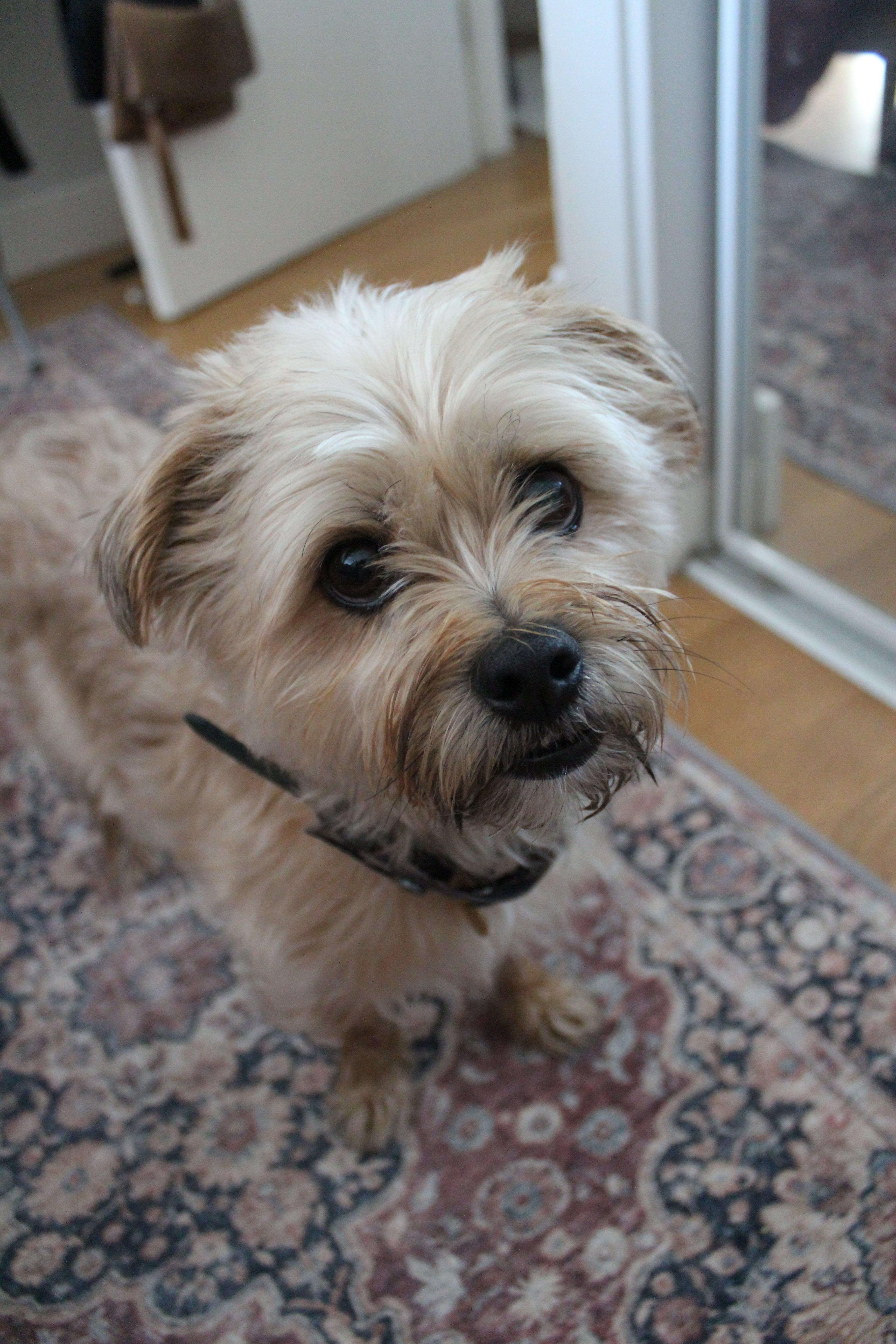 Enlarge Tag, a Adopted Morkie in Oakville, ON image 3/4