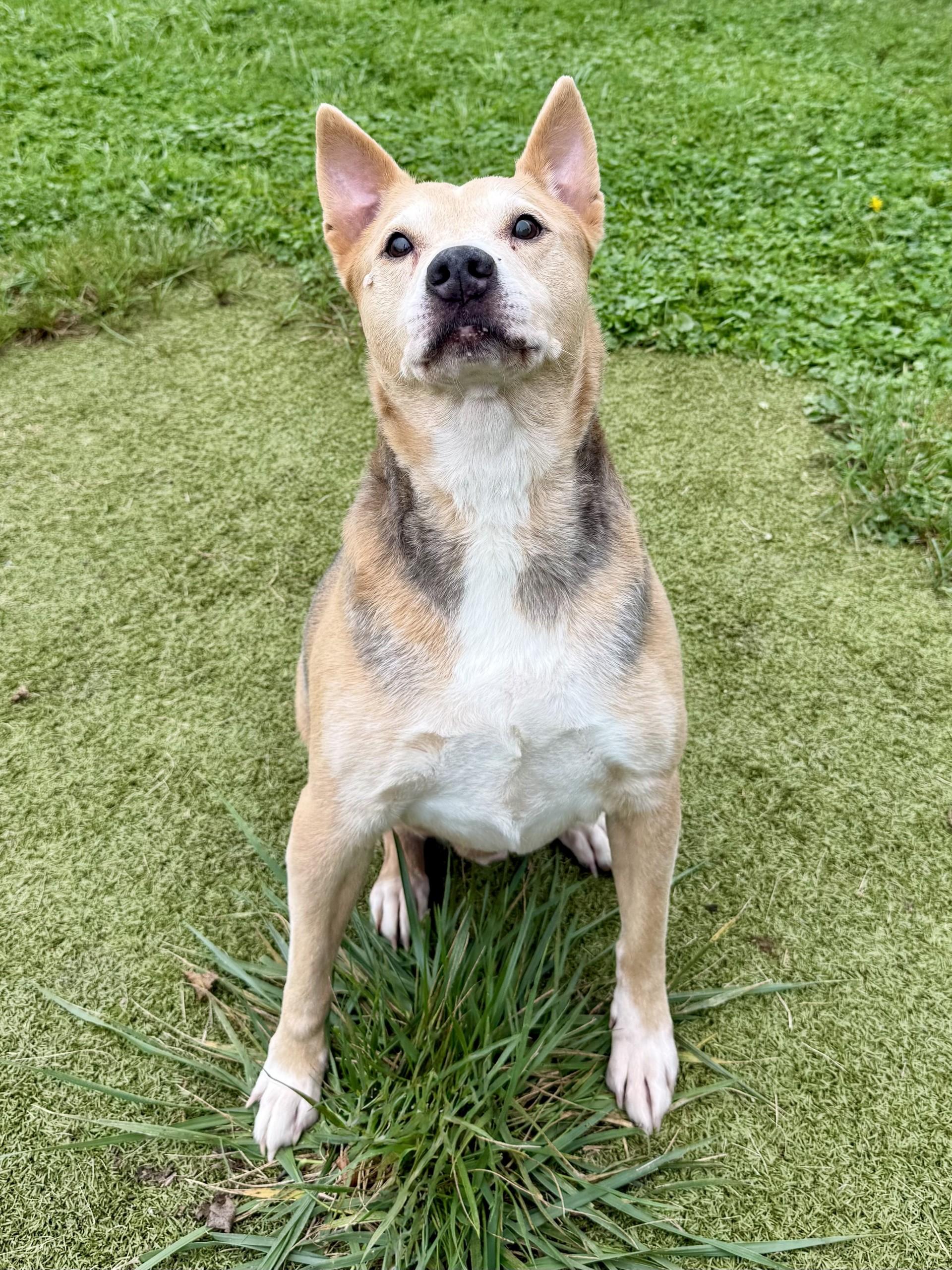 Enlarge Rusty, a Adoptable mixed breed in Wooster, OH image 1/1