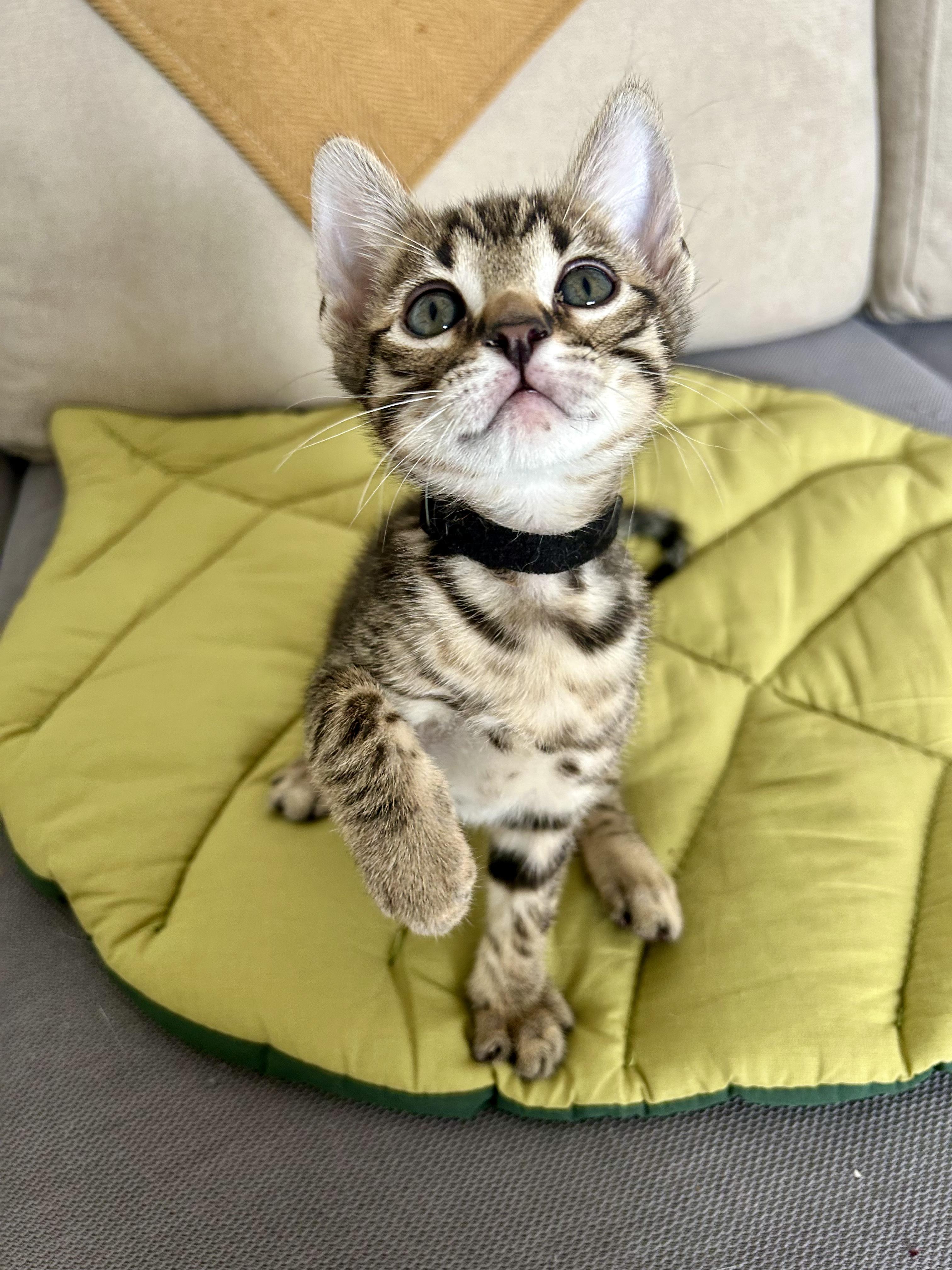 Cooper, a Adopted mixed breed in San Diego, CA image 3/3