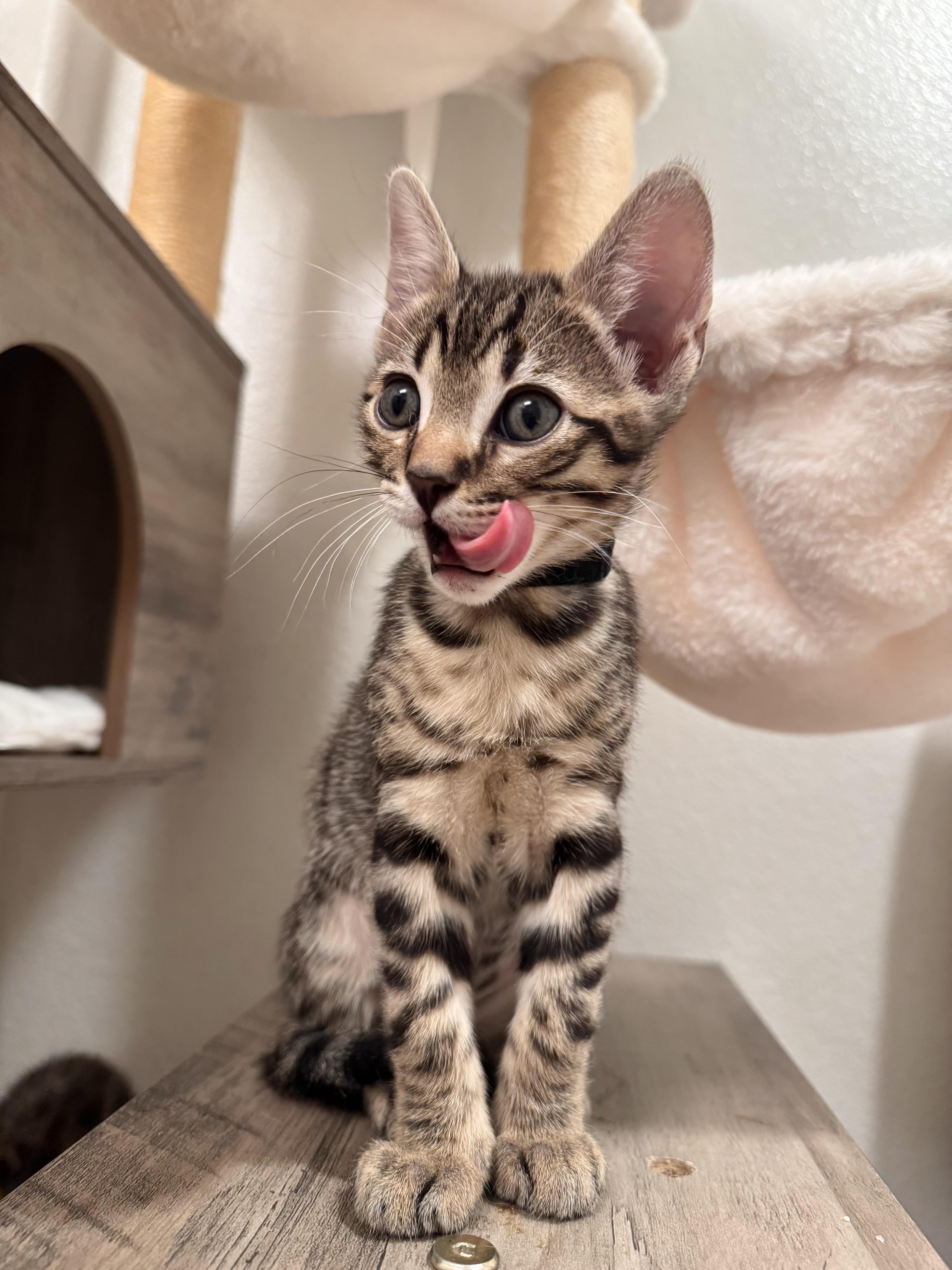 Cooper, Adopted, Kitten Male Bengal.