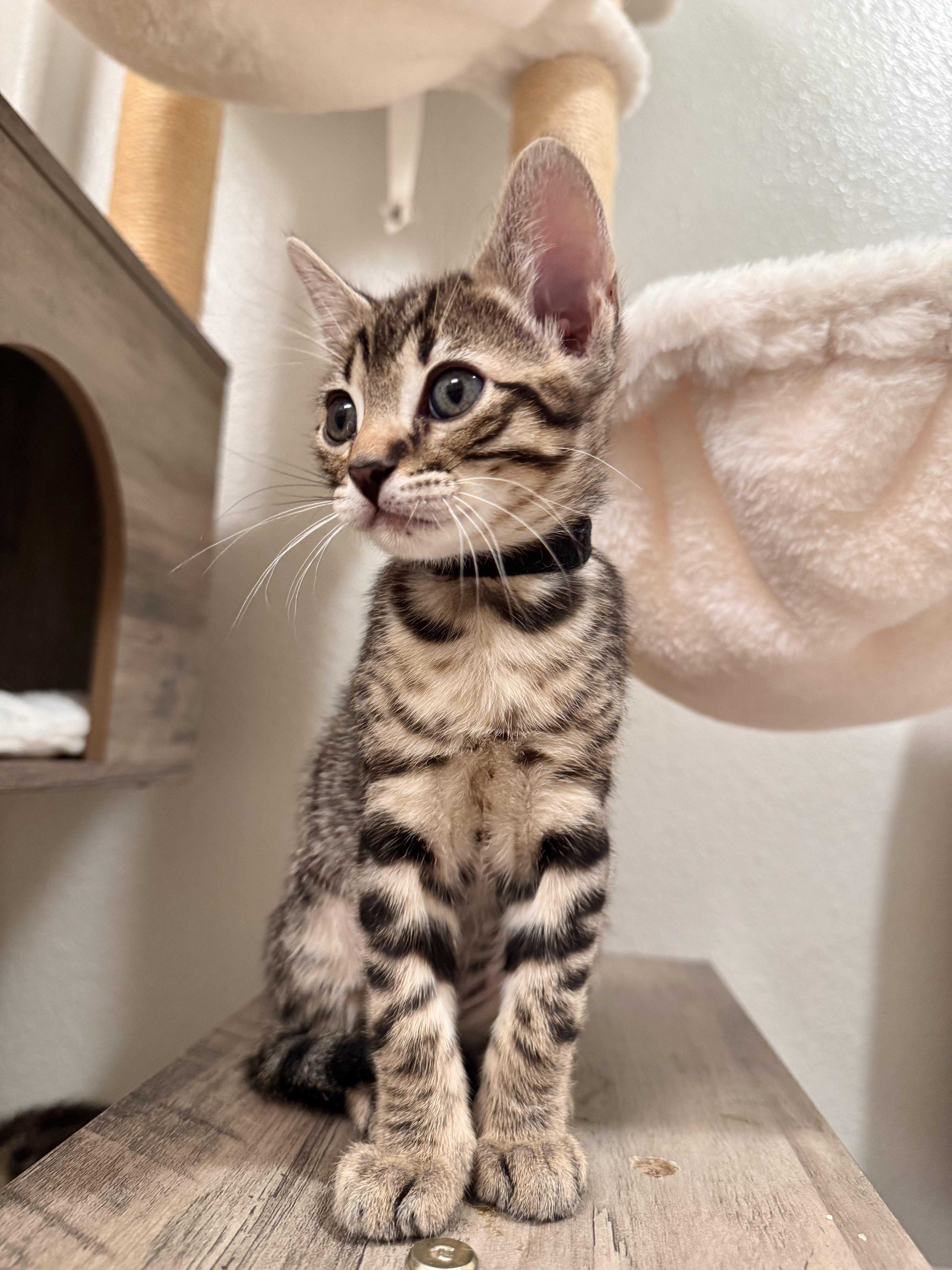 Cooper, a Adopted mixed breed in San Diego, CA image 2/3