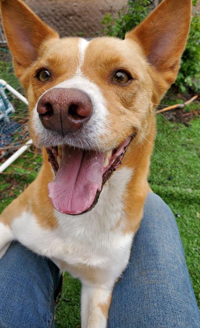 Enlarge Marvin, a Adopted mixed breed in Bend, OR image 3/4