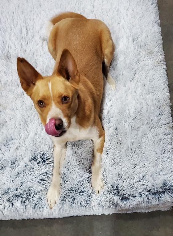 Enlarge Marvin, a Adopted mixed breed in Bend, OR image 2/4