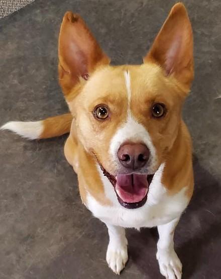 Marvin, Adult Male Cattle Dog
