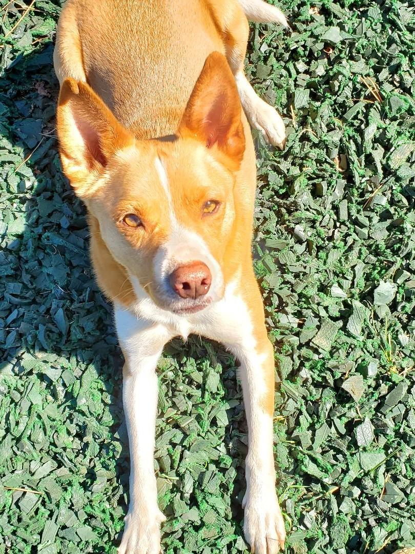Enlarge Marvin, a Adopted mixed breed in Bend, OR image 4/4