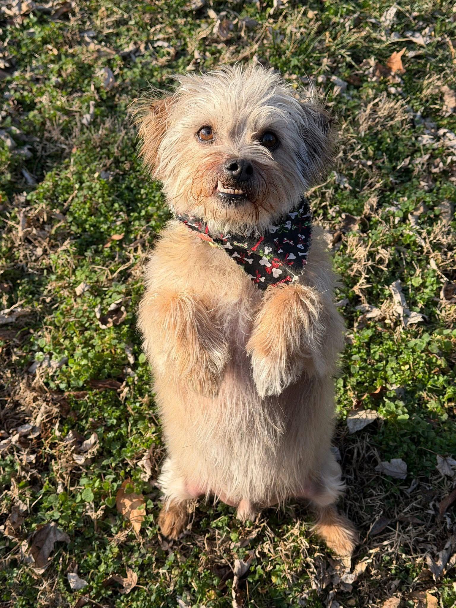 Enlarge Scrappy, a ADOPTABLE mixed breed in Jeffersonville, IN image 6/6