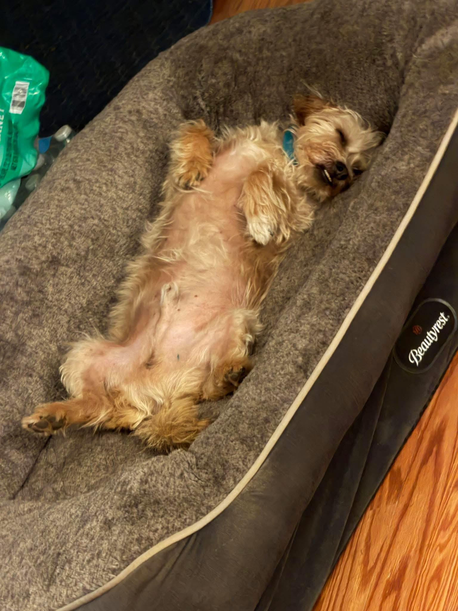 Enlarge Scrappy, a ADOPTABLE mixed breed in Jeffersonville, IN image 3/6