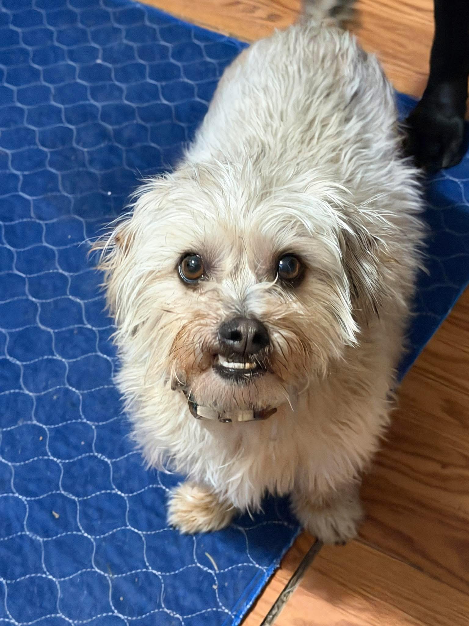 Scrappy, ADOPTABLE, Adult Male Shih Tzu & Terrier.