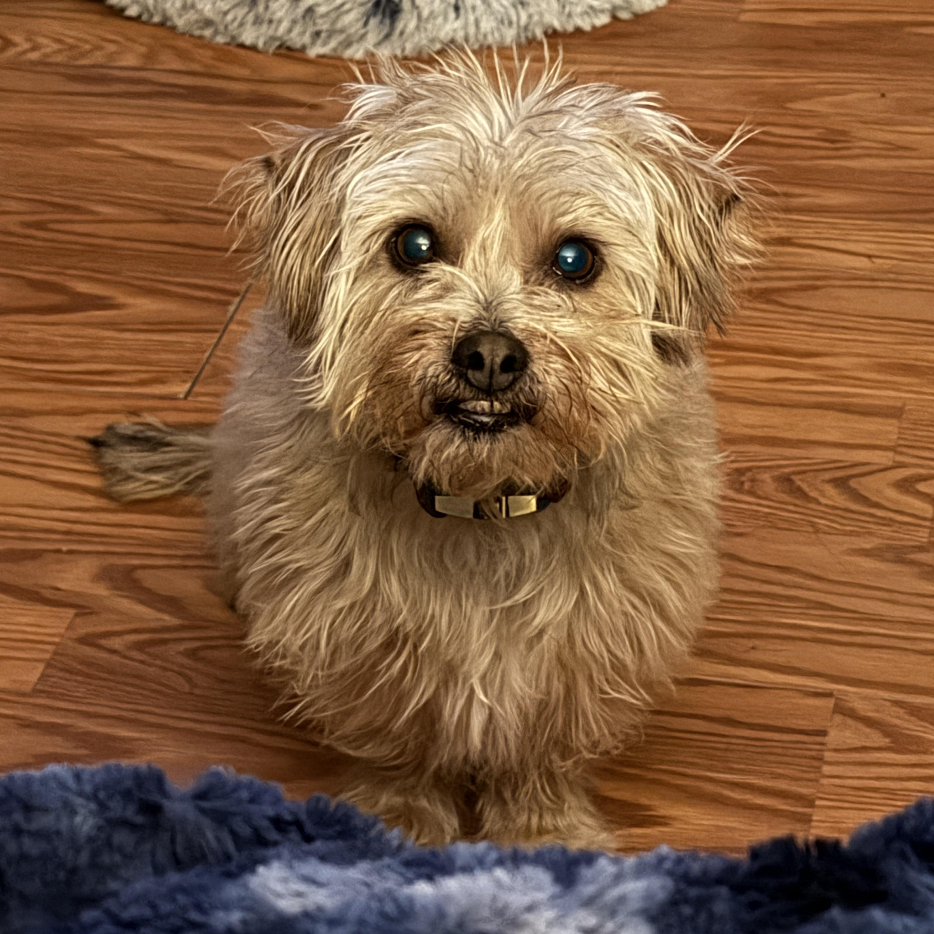 Enlarge Scrappy, a ADOPTABLE mixed breed in Jeffersonville, IN image 2/6