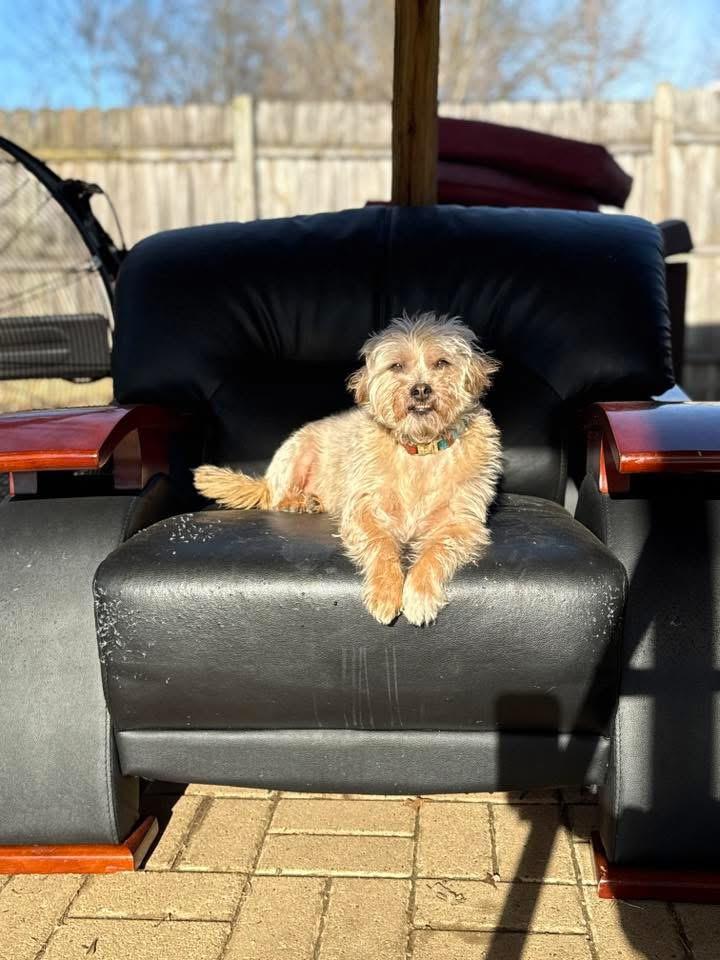 Enlarge Scrappy, a ADOPTABLE mixed breed in Jeffersonville, IN image 4/6