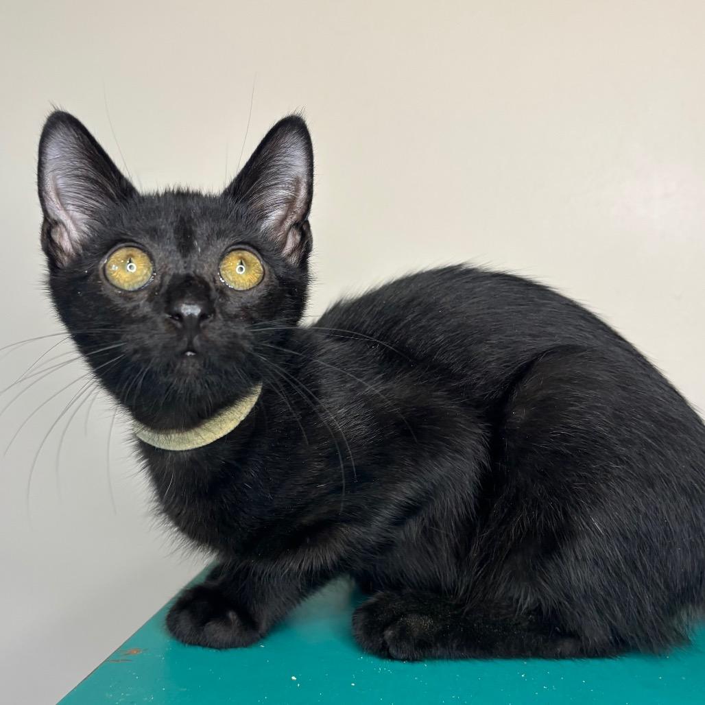 Oscar Madison, Adoptable, Kitten Male Domestic Short Hair.