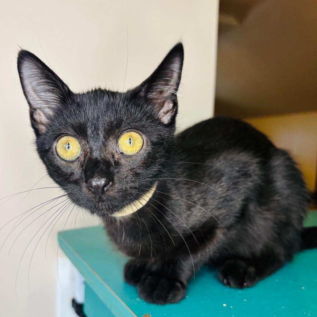 Enlarge Oscar Madison, a Adoptable Domestic Short Hair in Woodbury, NJ image 2/6