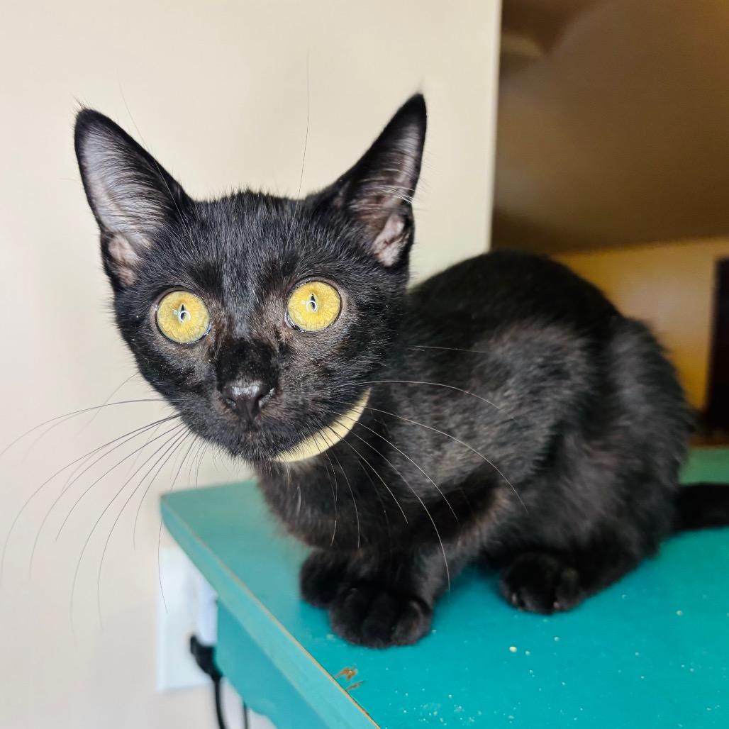 Enlarge Oscar Madison, a Adoptable Domestic Short Hair in Woodbury, NJ image 3/6