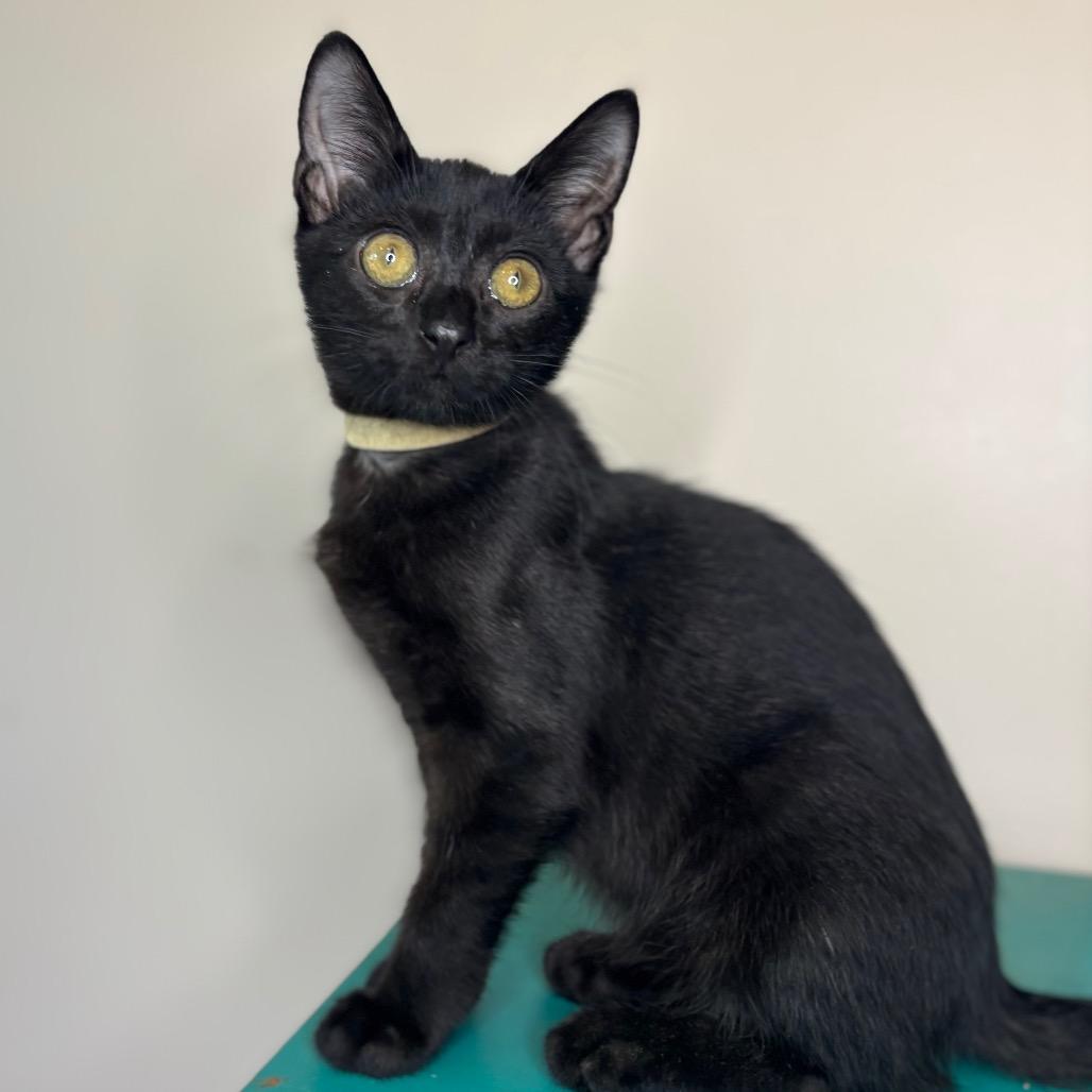 Enlarge Oscar Madison, a Adoptable Domestic Short Hair in Woodbury, NJ image 4/6