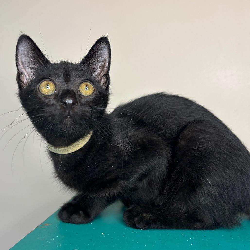 Enlarge Oscar Madison, a Adoptable Domestic Short Hair in Woodbury, NJ image 5/6