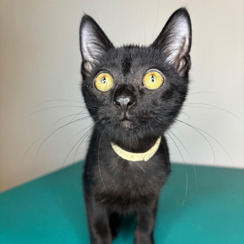 Enlarge Oscar Madison, a Adoptable Domestic Short Hair in Woodbury, NJ image 6/6