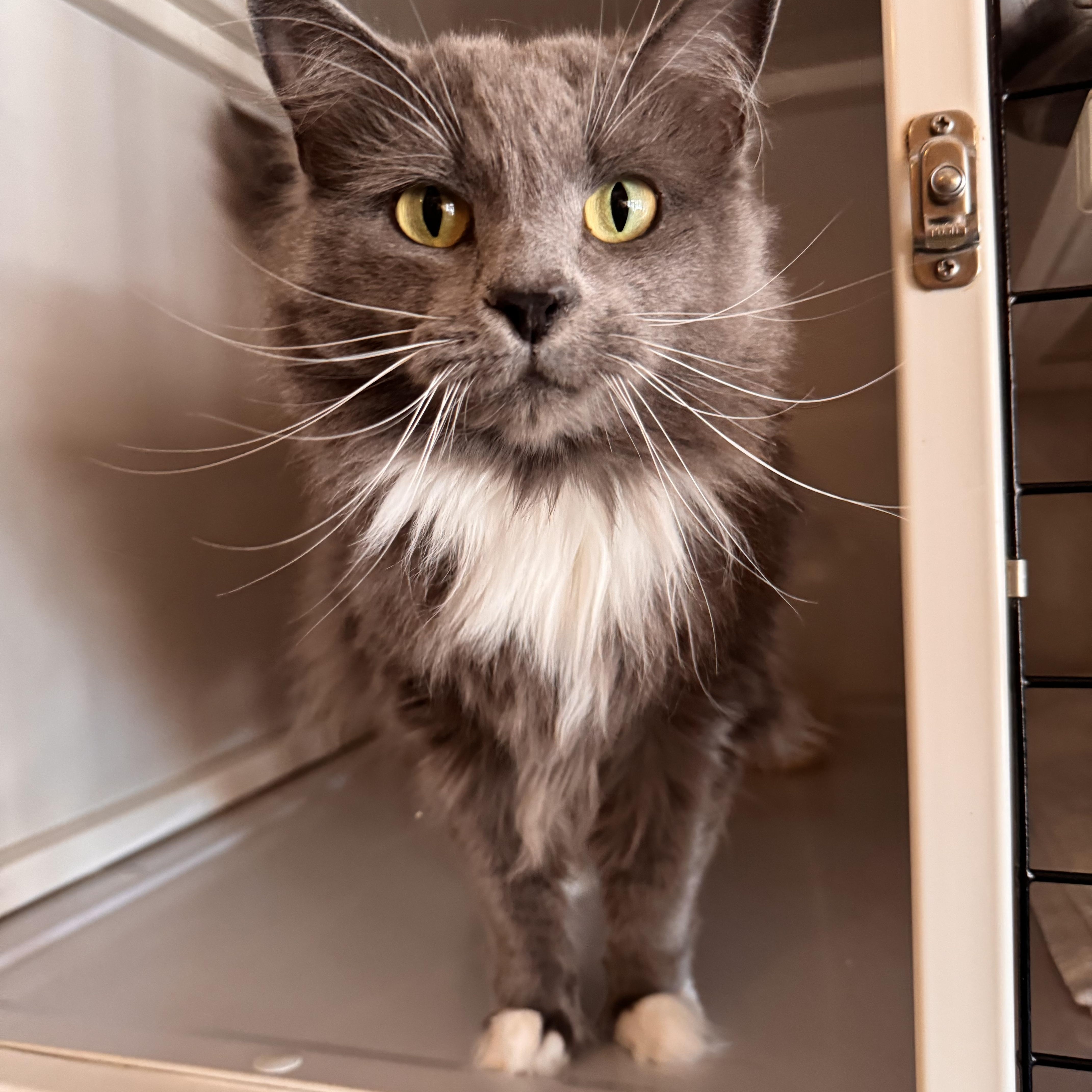 Enlarge Violet, a Adopted Domestic Long Hair in Memphis, TN image 2/3