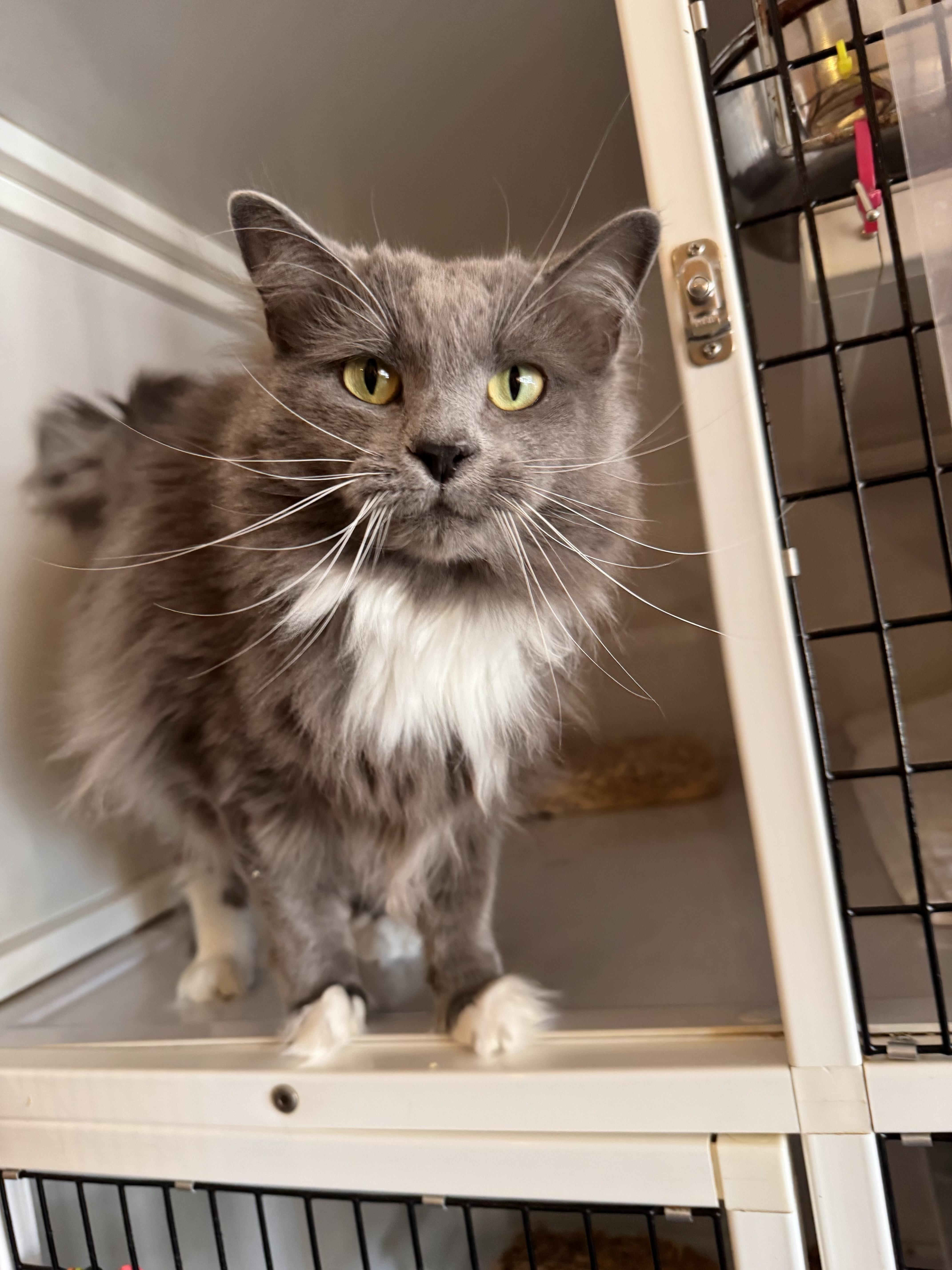 Violet, Adopted, Adult Female Domestic Long Hair.