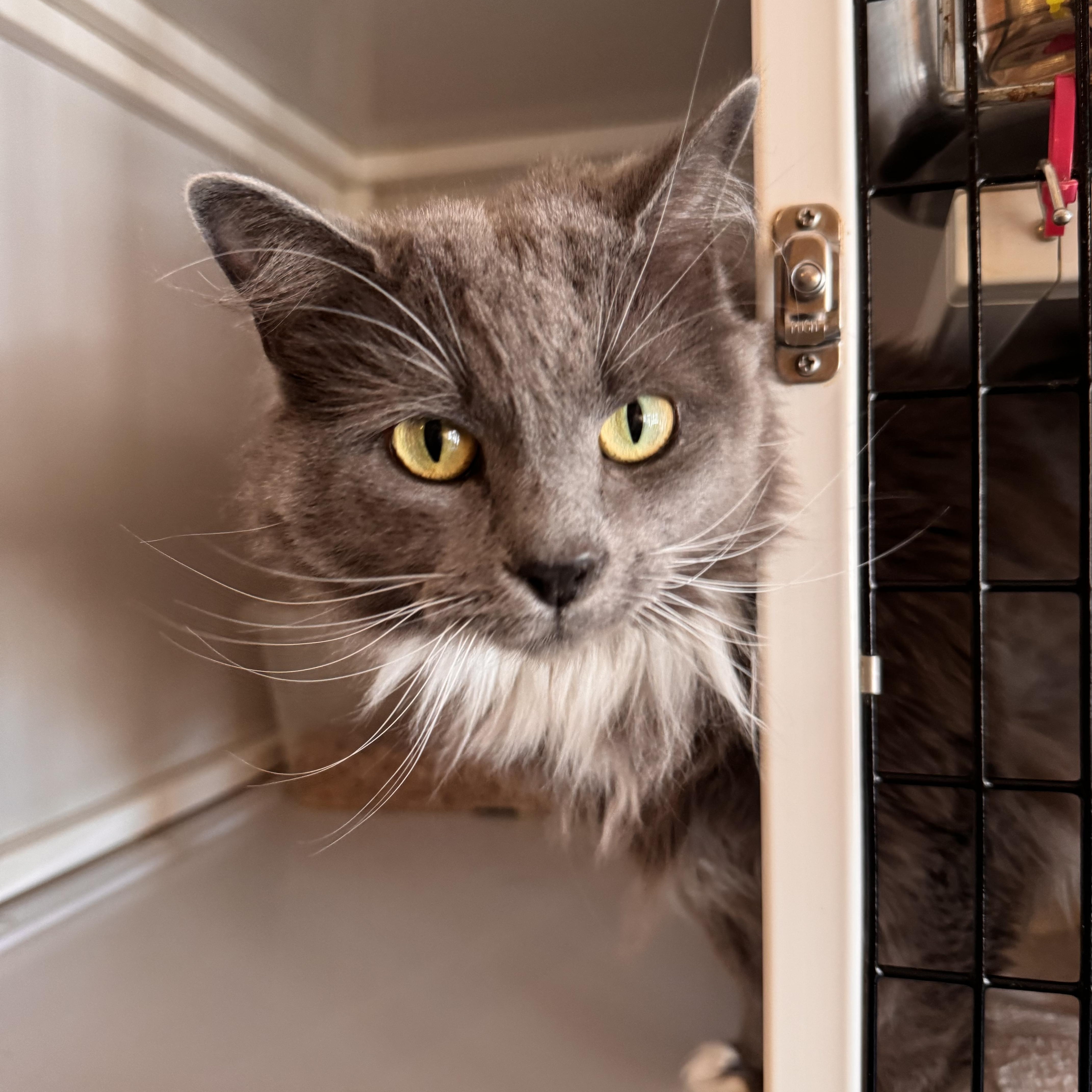 Enlarge Violet, a Adopted Domestic Long Hair in Memphis, TN image 3/3