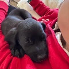 Rutabaga, Adoptable, Puppy Female Mixed Breed.