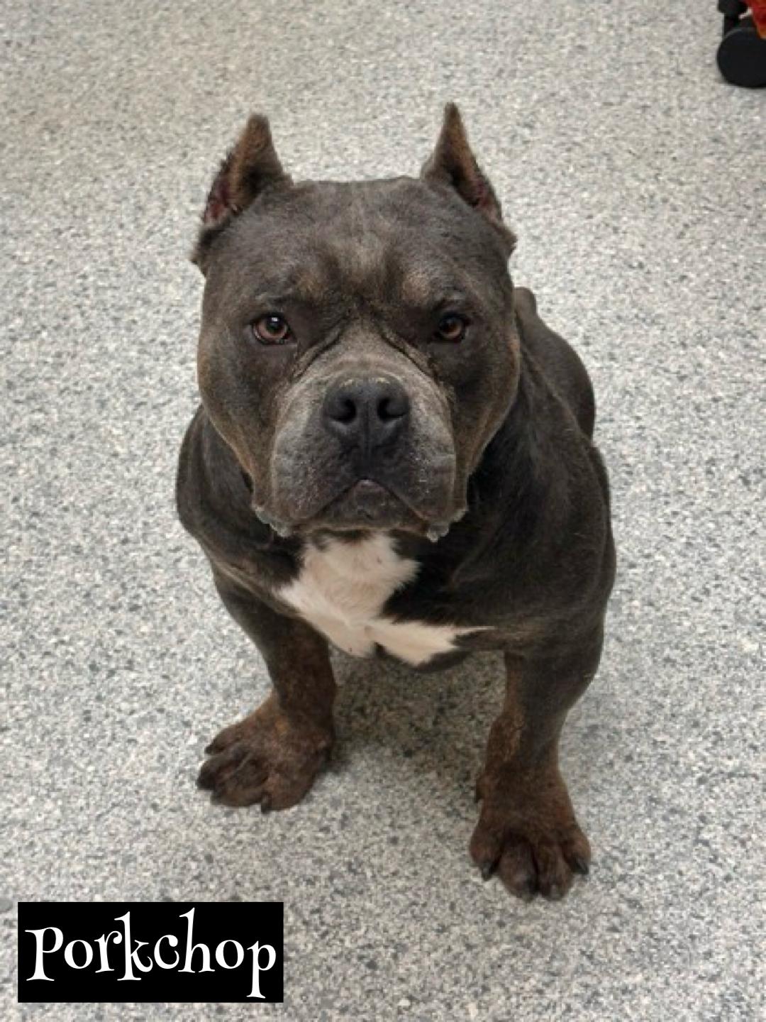 Porkchop