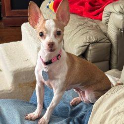 Lilly, a ADOPTABLE Chihuahua in Plano, TX image 1/3