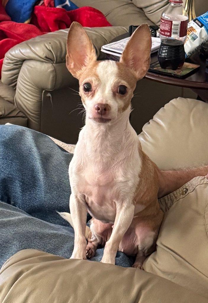 Lilly, a ADOPTABLE Chihuahua in Plano, TX image 2/3