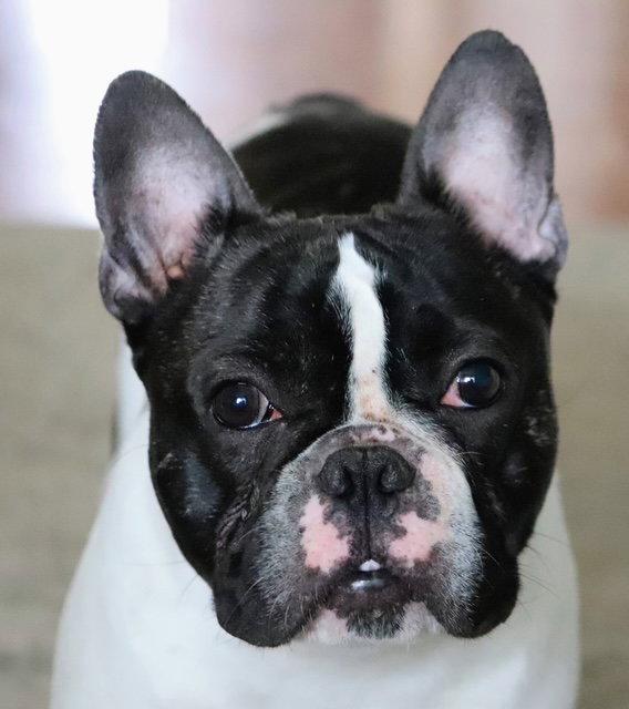 Oreo, Adoptable, Young Male French Bulldog.