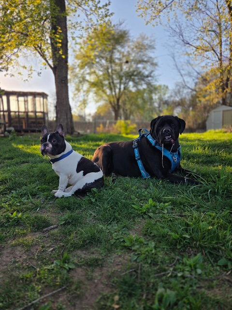 Enlarge Oreo, a Adoptable French Bulldog in Chambersburg, PA image 2/3