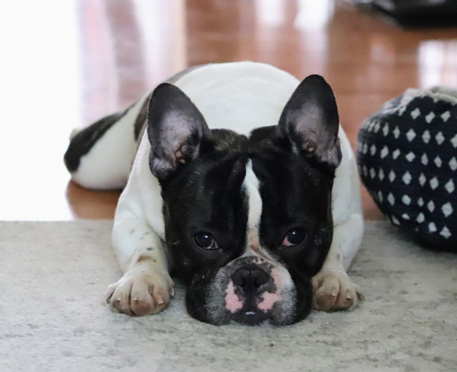 Enlarge Oreo, a Adoptable French Bulldog in Chambersburg, PA image 3/3